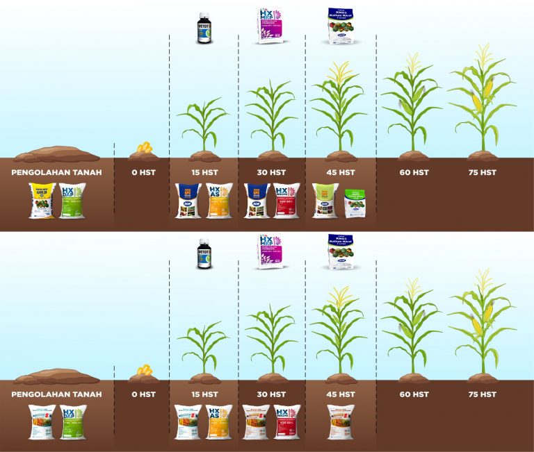 ilustrasi-pertumbuhan-tanaman-jagung